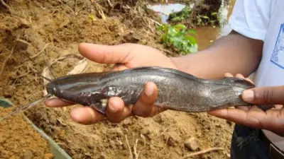 Les producteurs de poisson du Cameroun ont désormais une corporation