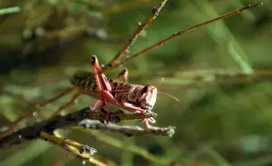 Le FAO met en garde contre des invasions de Criquets pèlerins au Yémen et dans la Corne de l&#039;Afrique
