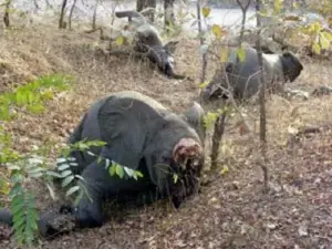 Journée internationale de la biodiversité : l&#039;impératif préserver les variétés de vie dans le Nord