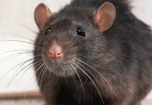 Voirie : les rats envahissent de plus en plus les rues d’Ekounou