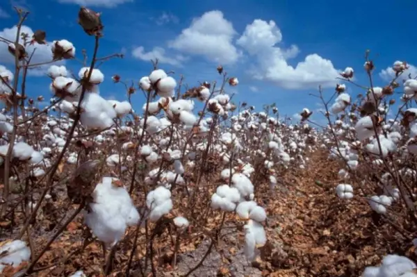 Campagne cotonnière 2019-2020 : La Sodecoton réalise un chiffre d’affaires de 140 milliards de FCFA