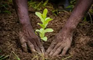 Protection de l&#039;environnement : 5.000 arbres plantés dans la région du Nord