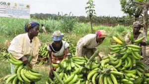 La délégation régionale du commerce pour le Nord lutte contre la vie chère
