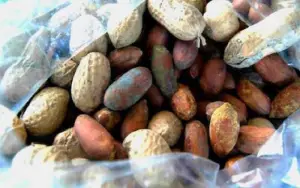 Les organisations agricoles du Nord en guerre contre les substances toxiques produites par certaines moisissures