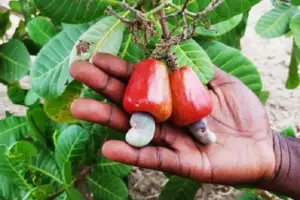 Culture de l’anacarde : Le Cameroun va injecter plus d’un milliard de FCFA dans le secteur en 2020