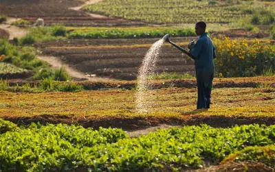 Economie : 12 milliards de FCFA pour le recensement général de l&#039;agriculture et de l&#039;élevage