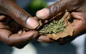 Selon l’ONUDC, 35 millions de personnes souffrent de troubles liés à l&#039;usage de drogues