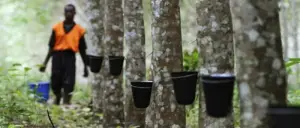 Cameroun : Les populations de Kribi s&#039;opposent à la mise en service d&#039;une plantation d&#039;Hevecam