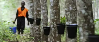 Cameroun : Les populations de Kribi s&#039;opposent à la mise en service d&#039;une plantation d&#039;Hevecam