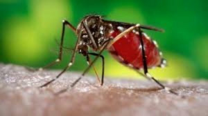 Région du Nord Cameroun : La prévalence du paludisme de plus en plus en hausse dans les formations sanitaires