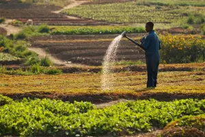 Campagne agricole 2019 : le gouvernement annonce la création d&#039;un pôle agro-industriel à Wassandé (Adamaoua)