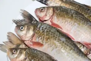 Aquaculture : Le Cameroun présélectionne 41 opérateurs supplémentaires des projets d’investissements