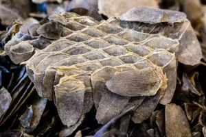 Lutte contre la contrebande : De l’or, des médicaments et des écailles de pangolin saisis à l’Est par la douane camerounaise