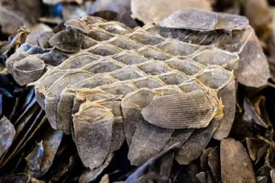 Lutte contre la contrebande : De l’or, des médicaments et des écailles de pangolin saisis à l’Est par la douane camerounaise