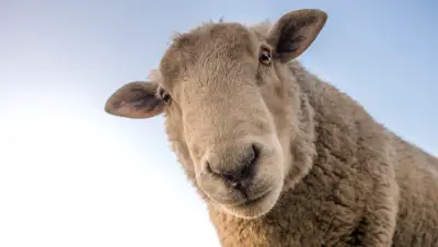 Religion : La fête du mouton c’est le vendredi 31 juillet