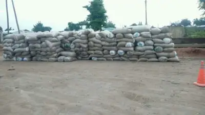 Lutte contre la pêche illégale : 506 sacs de poissons interdits de pêche saisis à Garoua