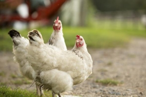 Faits divers : Il perd la vie à cause de deux poulets