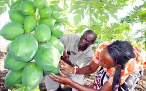 Forum du Jeune Entrepreneur Camerounais : La deuxième édition va se dérouler du 15 au 19 avril prochain
